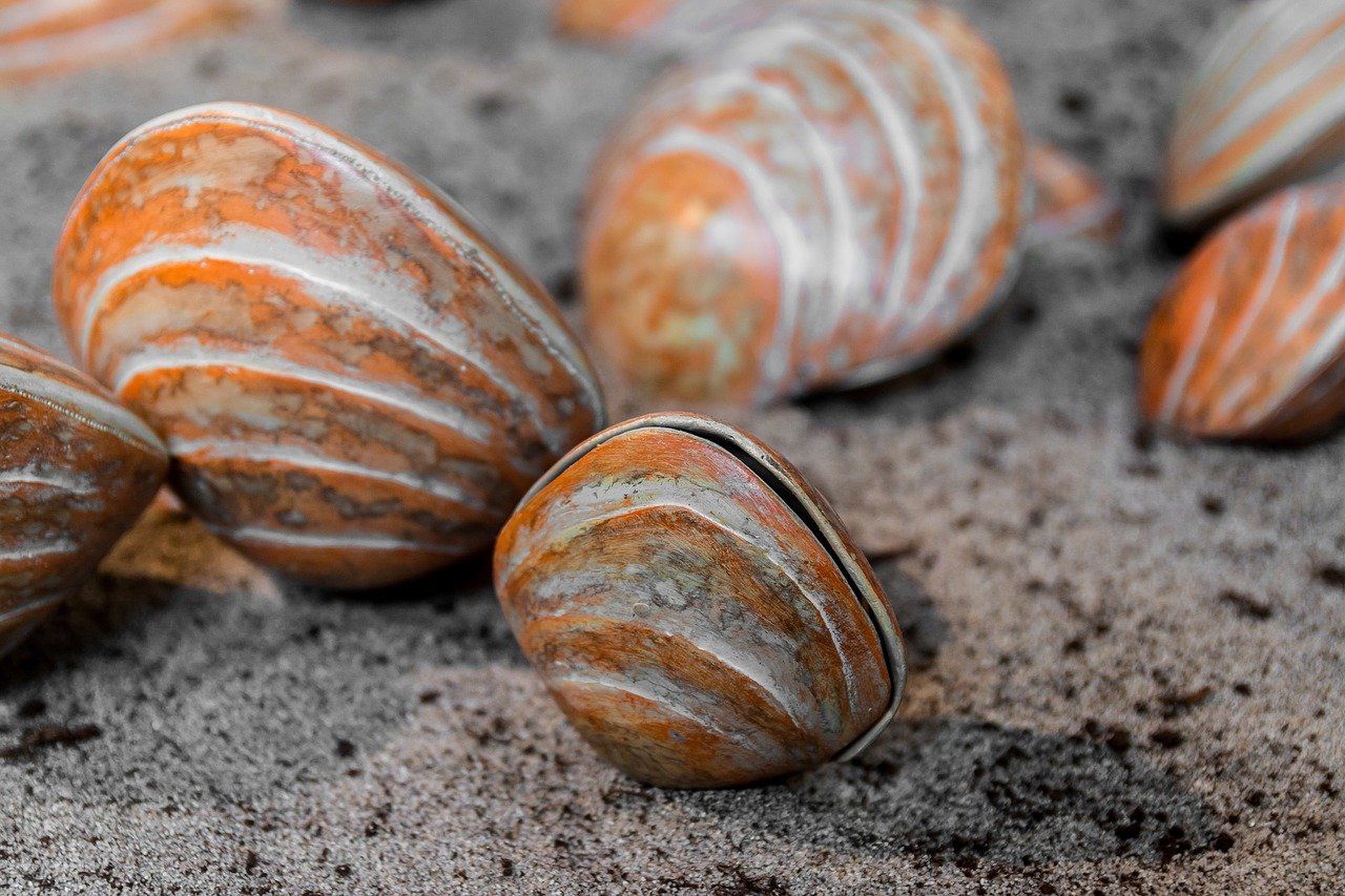 Lava Shell Massage